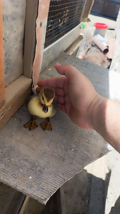 Indautka jöjalrı sotıladı. 3 kunlık. 35 mingdan
