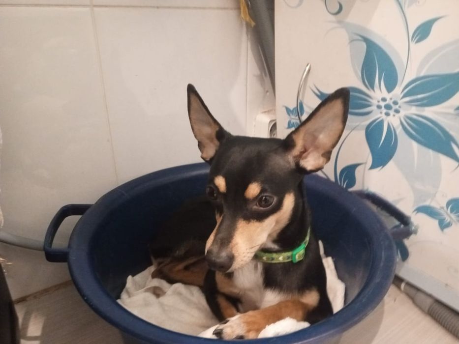 Отдам карликового пинчера