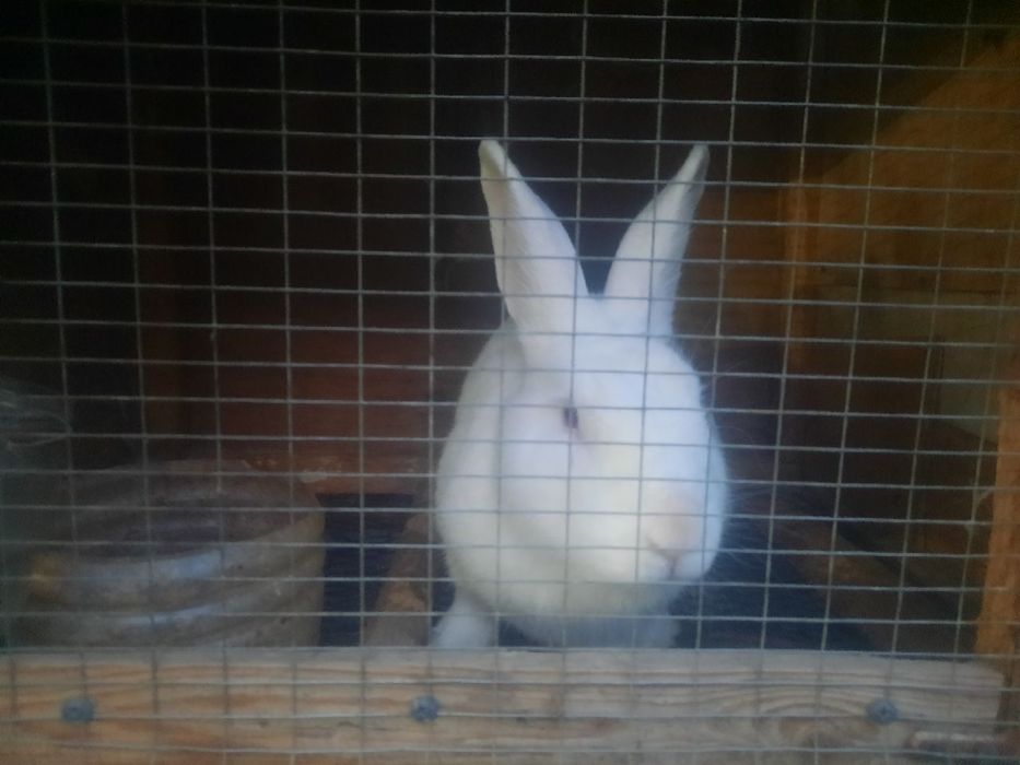 Quyon sotiladi qafasi blan