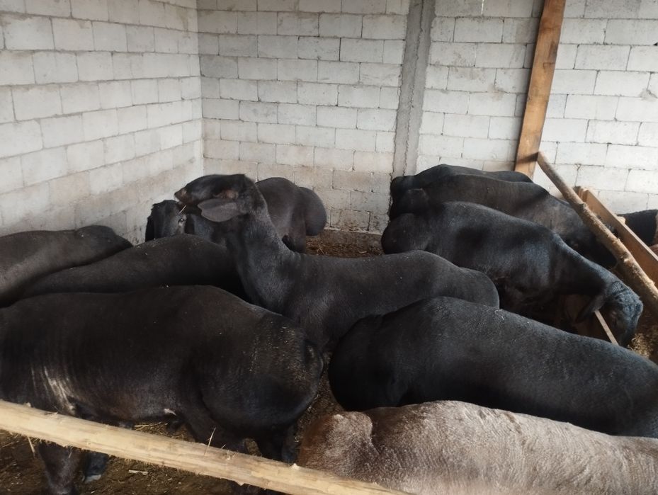 Майда шохли чорва. Қўчқорлар бор келишилган нархларда сотамиз