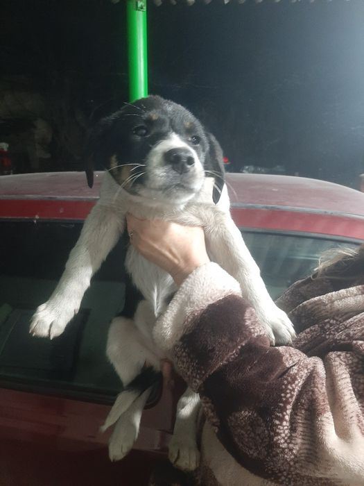 Одам щенков в хорошем руки