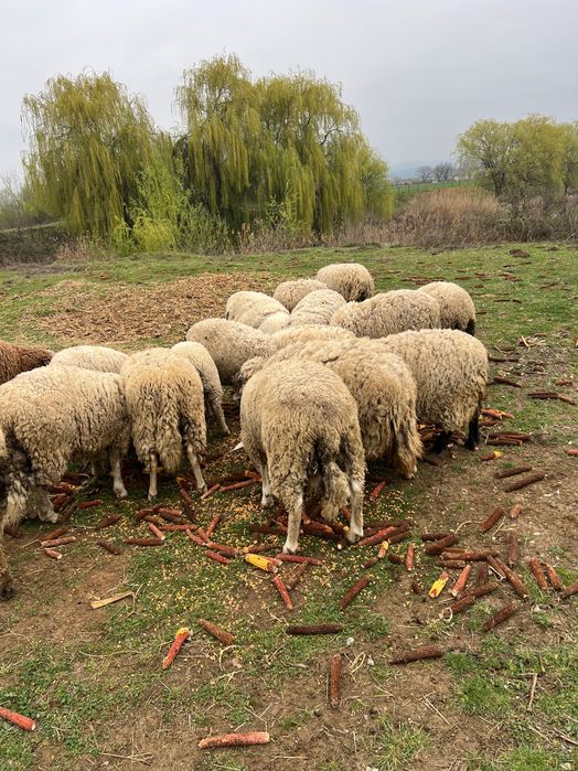 Vând Oi de carne cu miei
