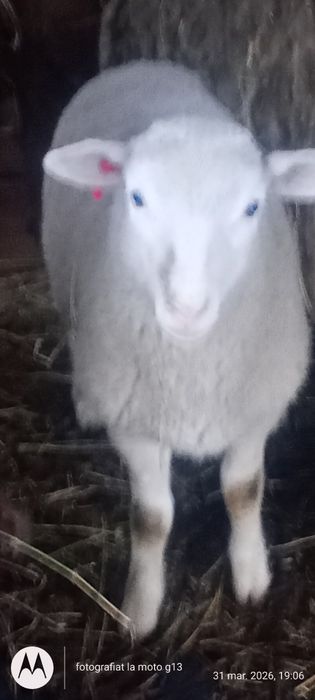 Vând mieide carne pentru sacrificat sau ținut