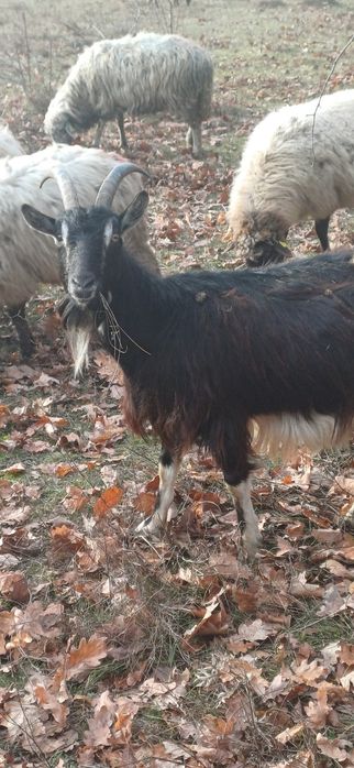 Vând capre  a făta