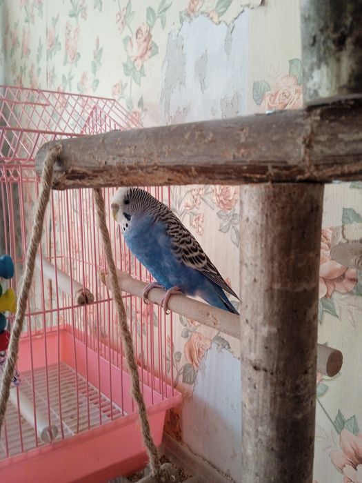 Продам волнистого попугая