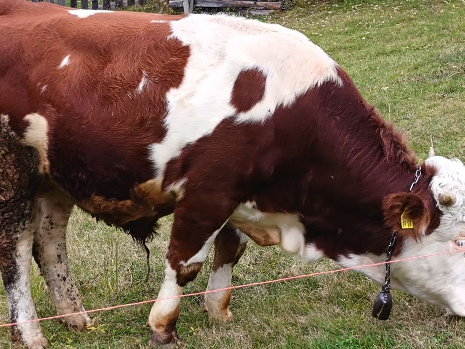 Vind tăuraș in jur de 350 kg preț 7000 de lei