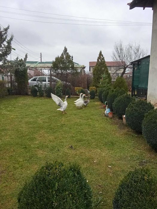 женски гъски на 1 година