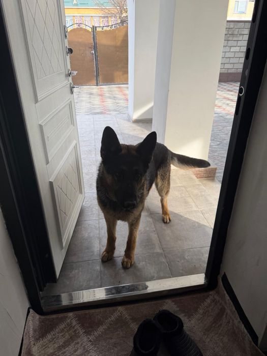 Срочно продам собаку!