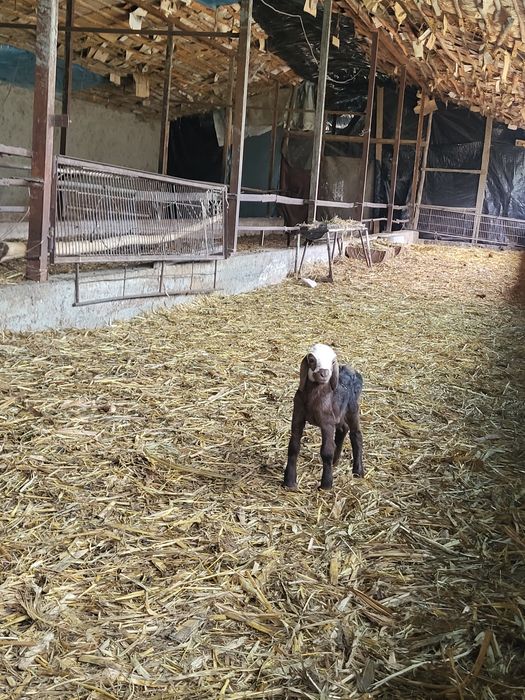 Egizchi qo‘y sotiladi