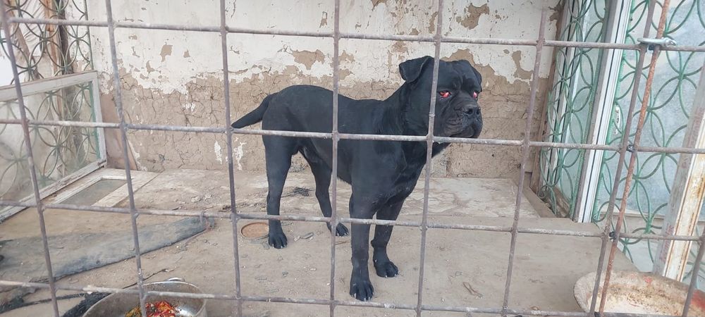 Итальянская собака Кане Корсо