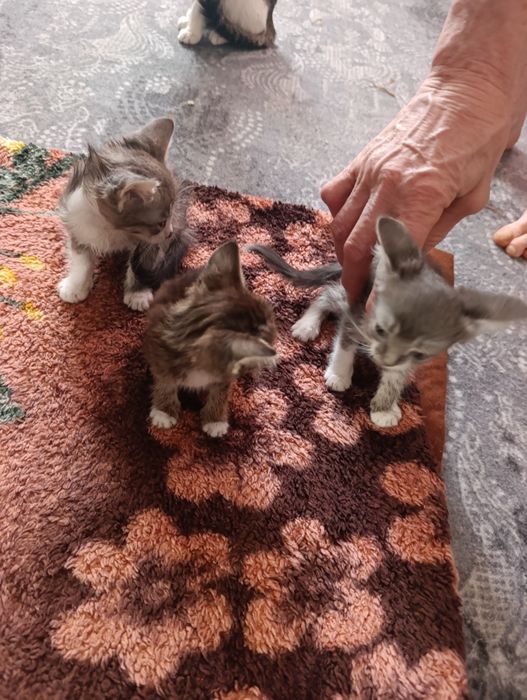 Отдам котят в добрые руки