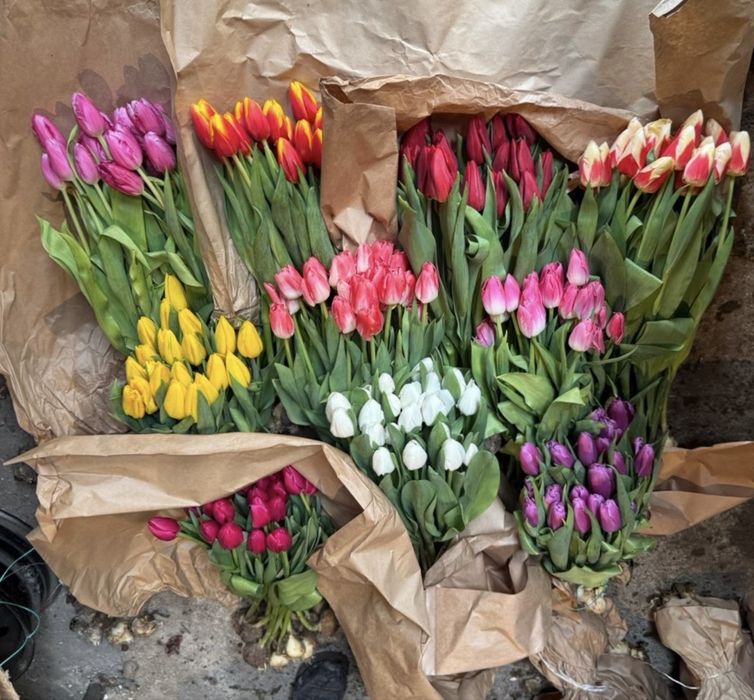Брат свежие тюльпаны большие