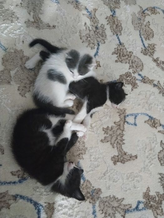Отдам милых котят