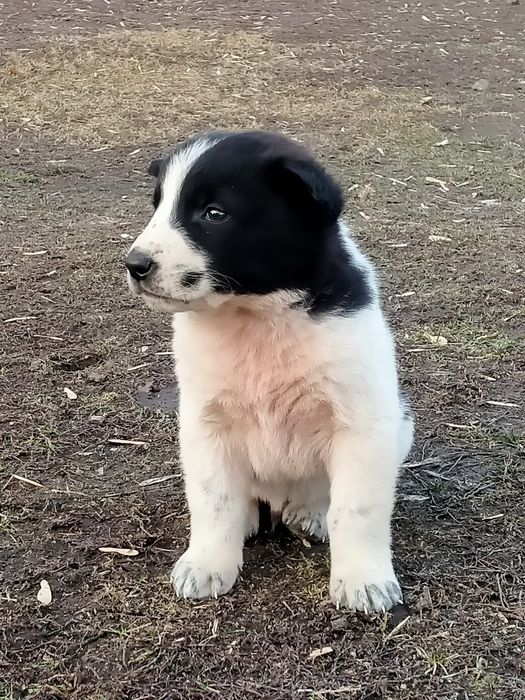 Төбет күшіктер бар