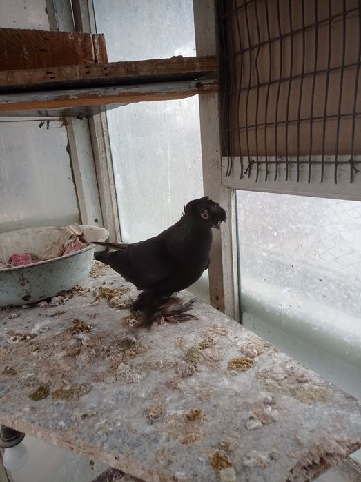 Голуби самка молодежь