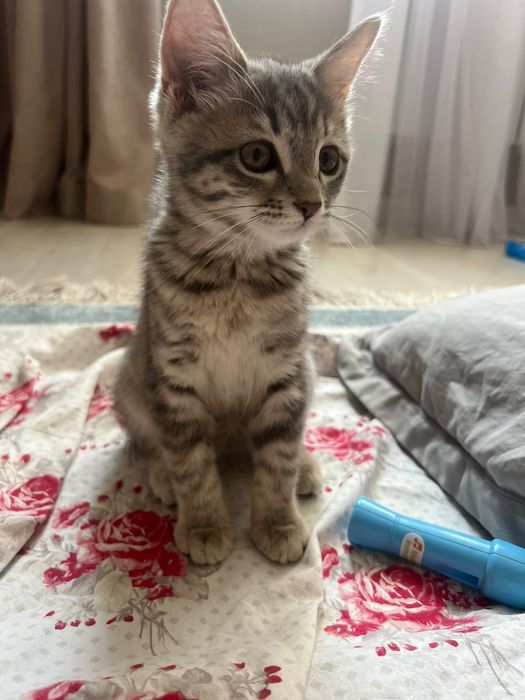 Котенок,Кошка даром