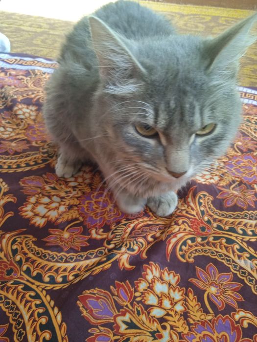 Zoddor mushuk sotiladi 1 yosh