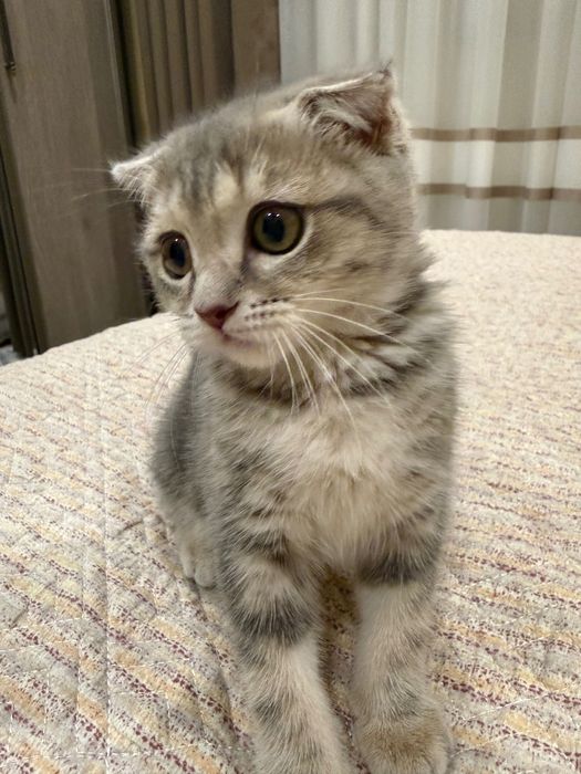 Scottish Fold qizcha sotiladi