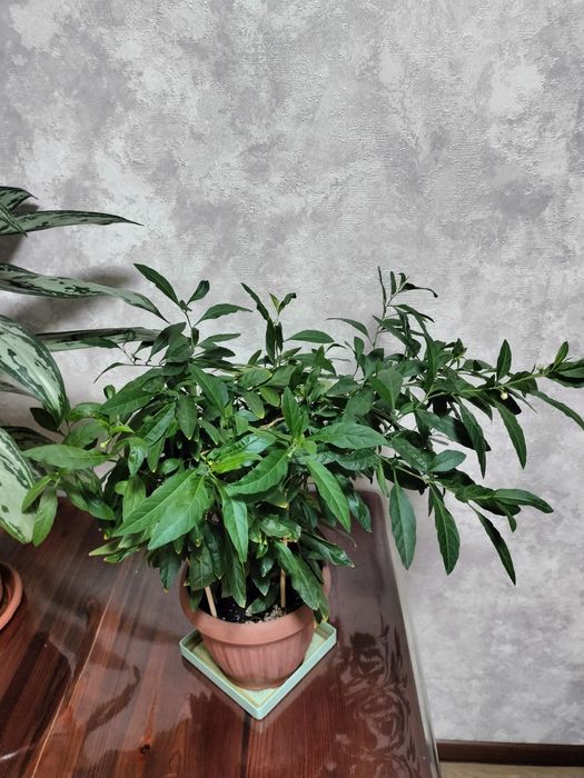 Продам комнатные цветы