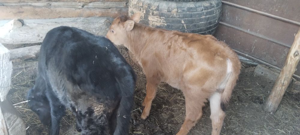 Продам.      телят