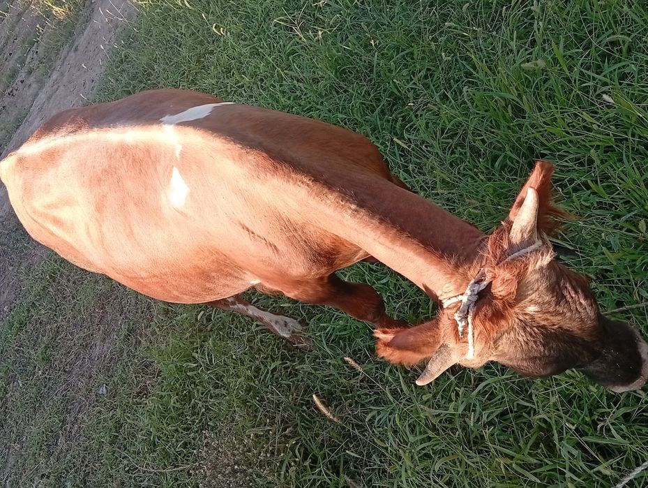 Сатыладыыыы сатылады