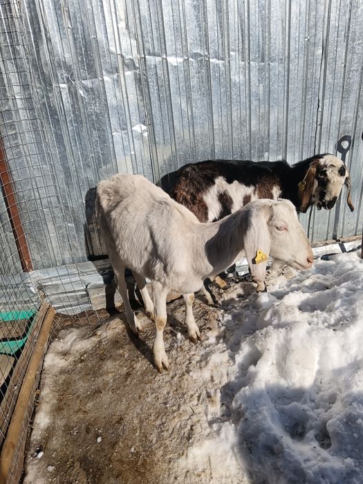 Продам козу и козлика.