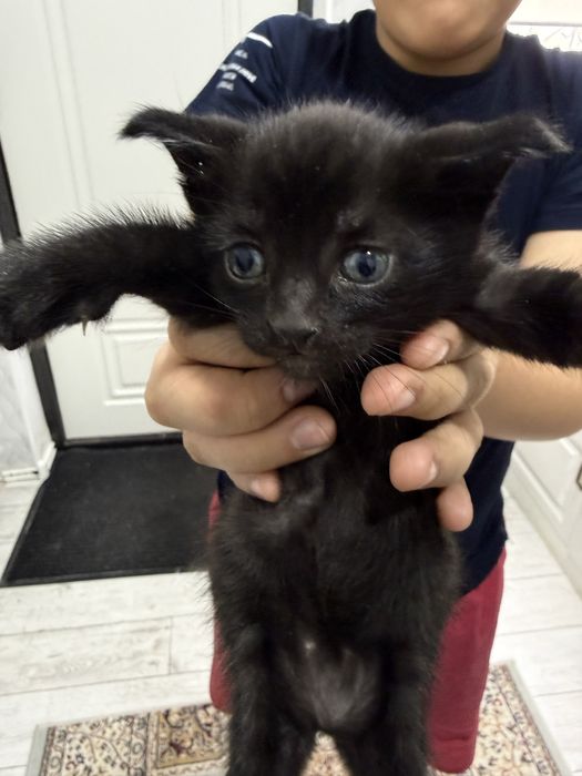 Отдаем в добрые руки 2 котят