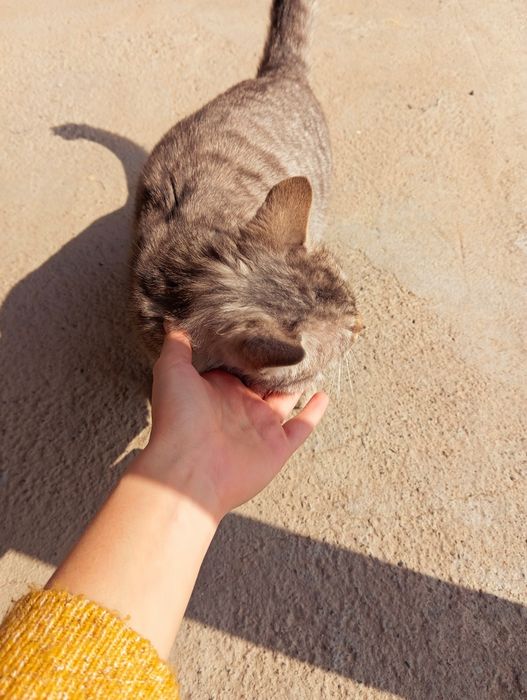 Отдам кошку в добрые руки