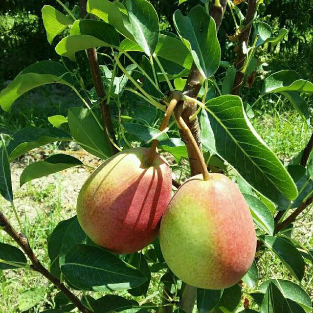 Tarmoqli shaffof külotlar