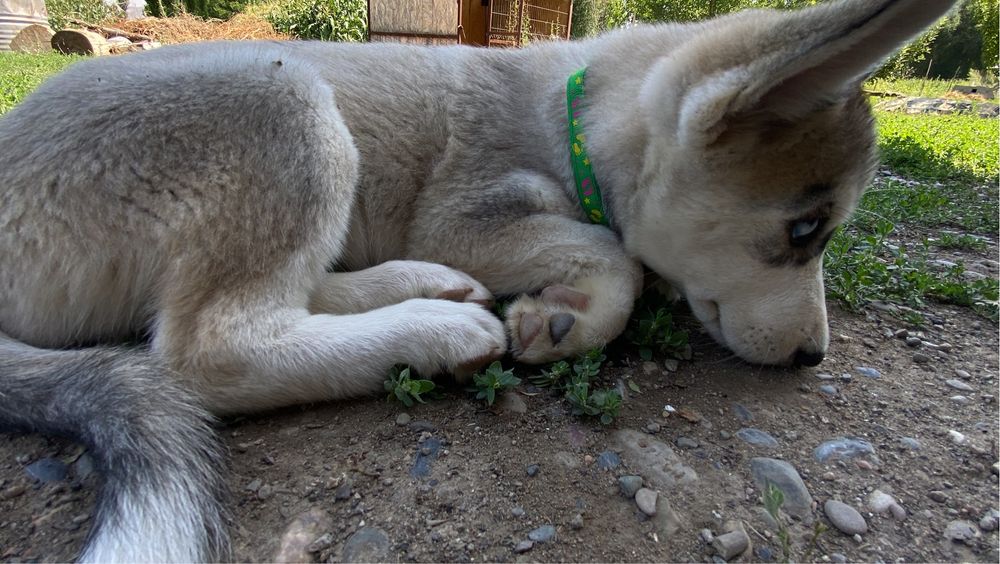 Сибирский хаски