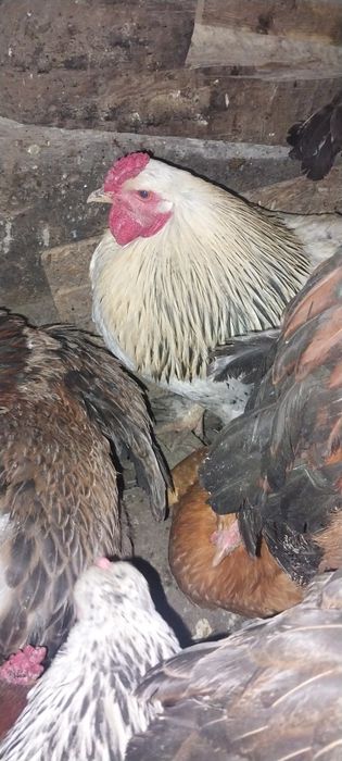 Продам молодых петушков