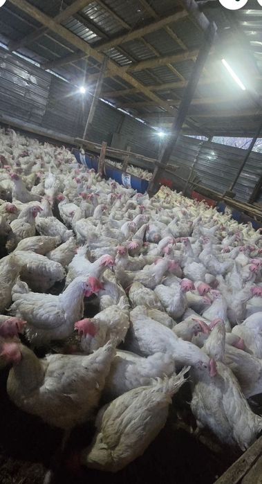 Куры несушки в продаже