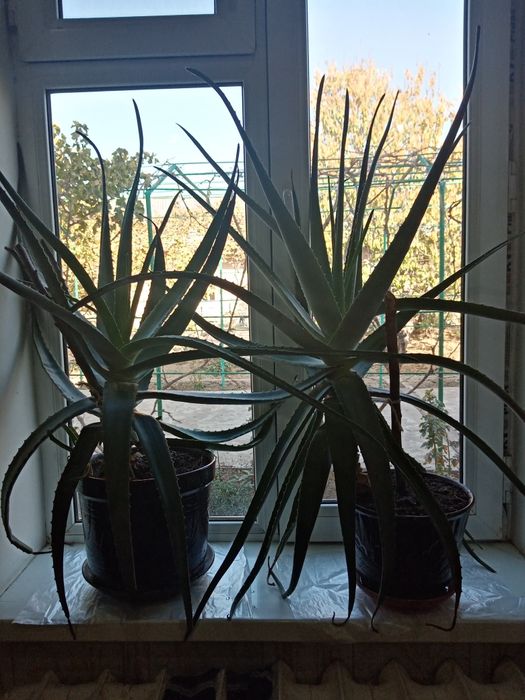 Продаётся алое вера