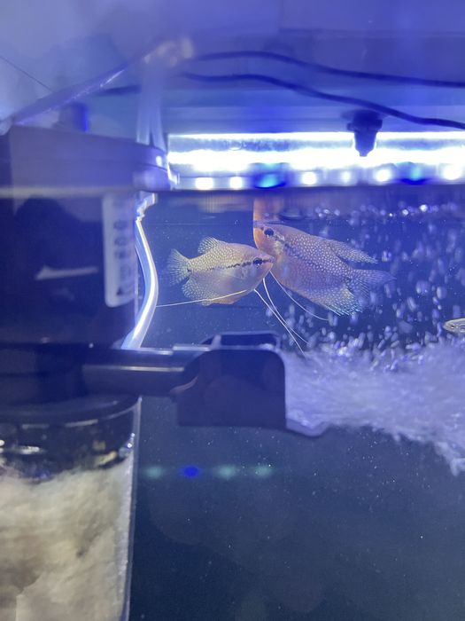 Рыба гурами не дорого