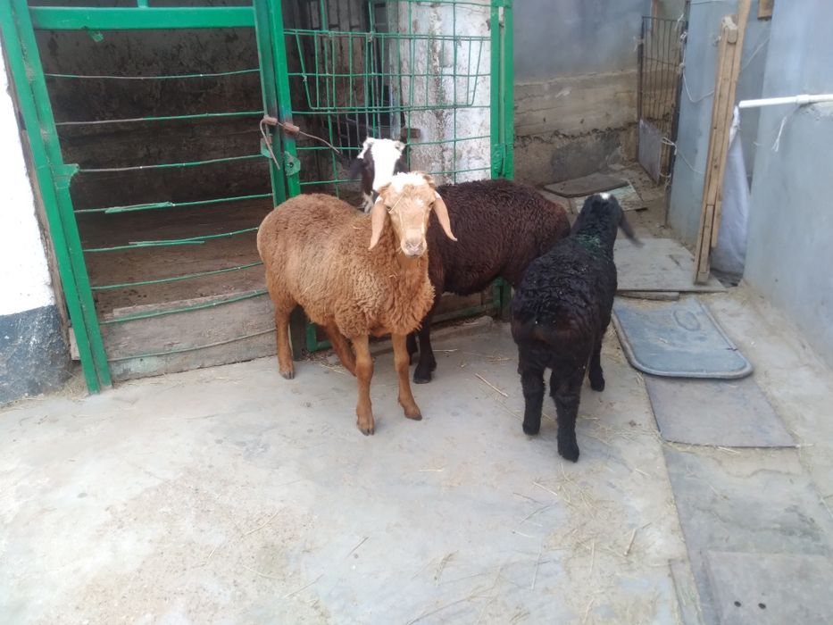 Qo'zi qo'chqorlar sotiladii