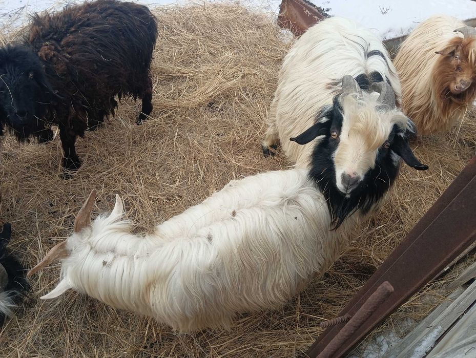 Текелер сатылады