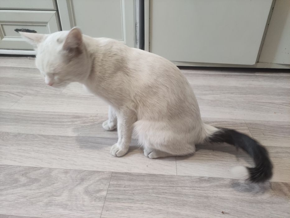 Отдам даром кота