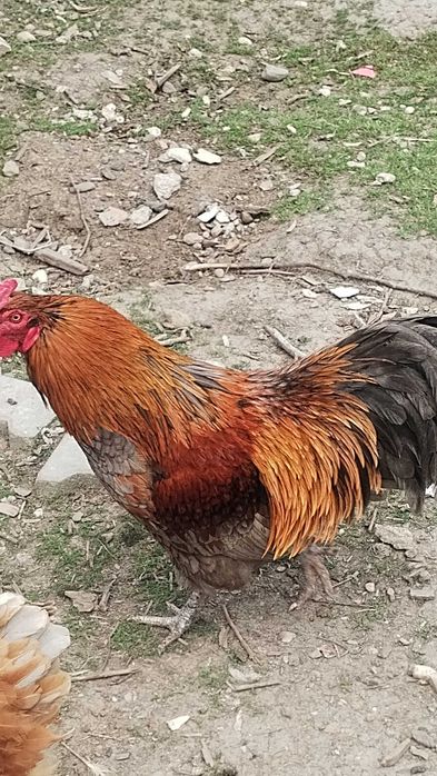 Vând cocoși de țară