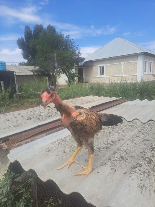 Дакан, бойцовые цыплята