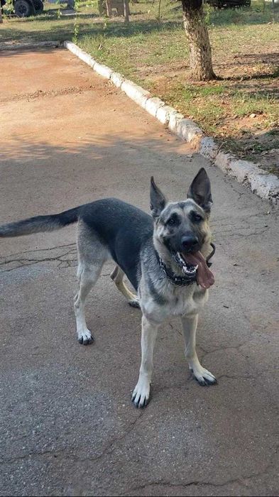 щенки Восточно-европейской овчарки