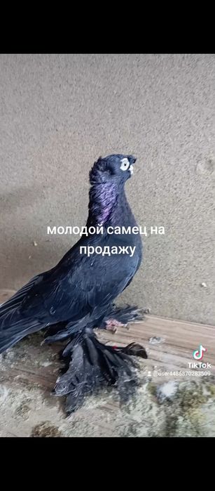 Например lPhome11