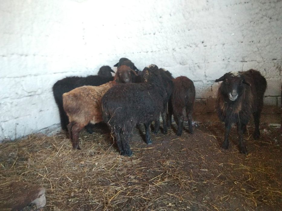 Продам баранов ярочек