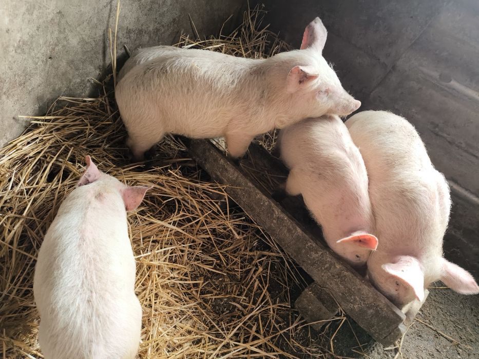 Три свободни малки прасенца на два месеца