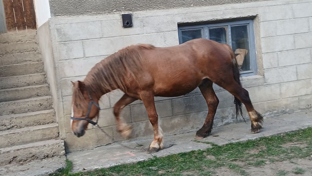 Cal de vanzare 2 ani