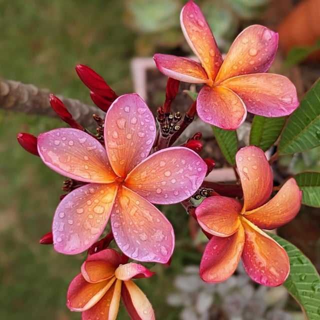 Plumeria Snow Peach plantă