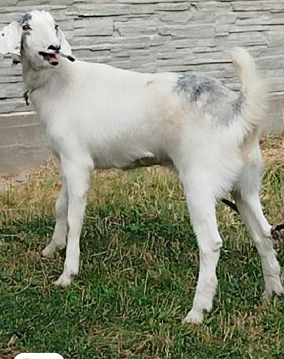 Каза молочная каза