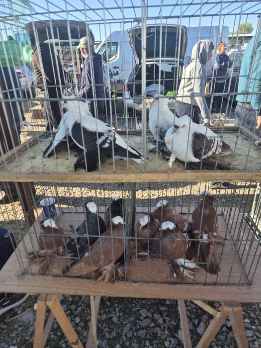 Porumbei Preoți Saxoni și Randunele de Saxonia