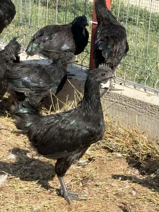 Cocosi Ayam Cemani 2026
