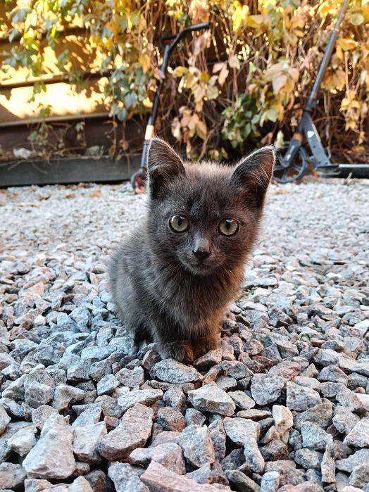 Котята, котенок, кошечка