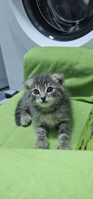 Вислоухий мальчик 1,5 мес. Ищет семью срочно